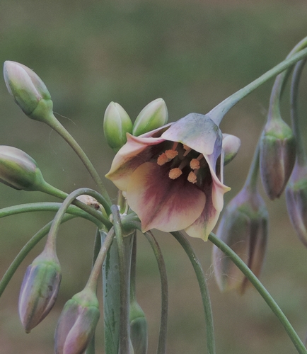 Allium siculum